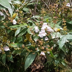 Prostanthera lasianthos at Cotter River, ACT - 23 Dec 2020