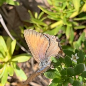 Jalmenus icilius at Murrumbateman, NSW - 22 Dec 2020