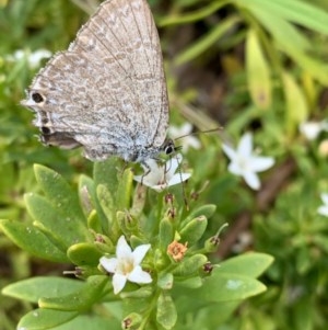 Jalmenus icilius at Murrumbateman, NSW - 22 Dec 2020