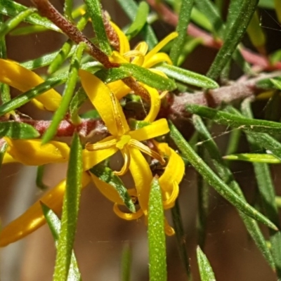 Persoonia chamaepeuce (Dwarf Geebung) at Cotter River, ACT - 22 Dec 2020 by tpreston