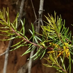 Persoonia chamaepeuce at Cotter River, ACT - 23 Dec 2020 10:19 AM