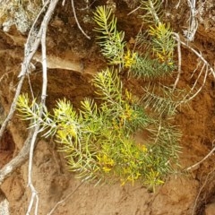 Persoonia chamaepeuce at Cotter River, ACT - 23 Dec 2020