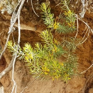 Persoonia chamaepeuce at Cotter River, ACT - 23 Dec 2020 10:19 AM