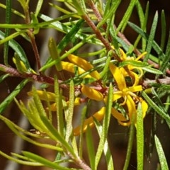 Persoonia chamaepeuce at Cotter River, ACT - 23 Dec 2020