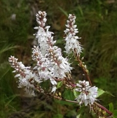 Veronica derwentiana subsp. maideniana at Cotter River, ACT - 22 Dec 2020 by tpreston