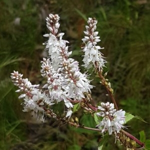 Veronica derwentiana subsp. maideniana at Cotter River, ACT - 23 Dec 2020