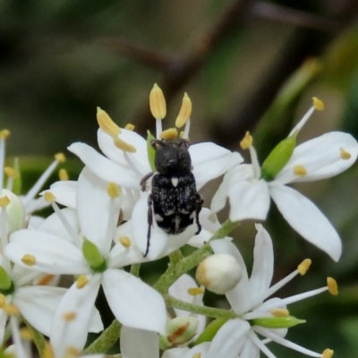 Microvalgus sp. (genus) (Flower scarab) at Tuggeranong Hill - 23 Dec 2020 by Owen