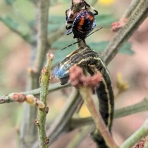 Pentatomidae (family) at Garran, ACT - 23 Dec 2020 10:59 AM