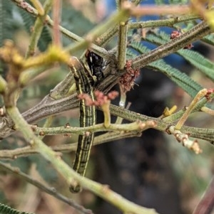 Pentatomidae (family) at Garran, ACT - 23 Dec 2020 10:59 AM