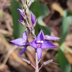 Veronica perfoliata (Digger's Speedwell) at Cotter River, ACT - 22 Dec 2020 by tpreston