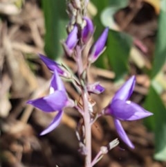 Veronica perfoliata at Cotter River, ACT - 23 Dec 2020