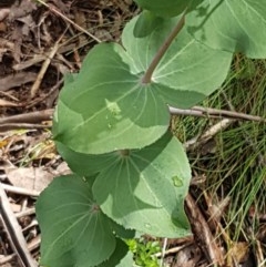 Veronica perfoliata at Cotter River, ACT - 23 Dec 2020