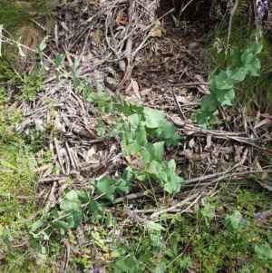 Veronica perfoliata at Cotter River, ACT - 23 Dec 2020