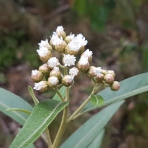 Ozothamnus stirlingii at Cotter River, ACT - 23 Dec 2020