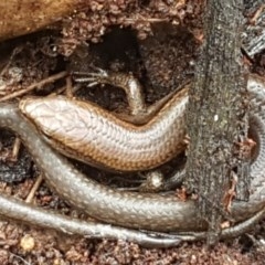 Lampropholis delicata (Delicate Skink) at Cotter River, ACT - 23 Dec 2020 by trevorpreston