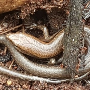 Lampropholis delicata at Cotter River, ACT - 23 Dec 2020 09:48 AM