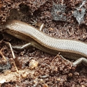 Lampropholis delicata at Cotter River, ACT - 23 Dec 2020 09:48 AM