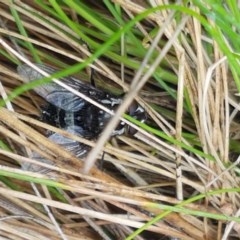 Amphibolia (Amphibolia) sp. (genus & subgenus) (A Bristle fly) at Cotter River, ACT - 23 Dec 2020 by trevorpreston