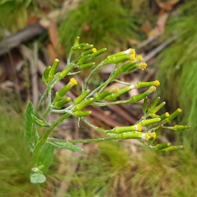 Senecio minimus (Shrubby Fireweed) at Cotter River, ACT - 23 Dec 2020 by trevorpreston