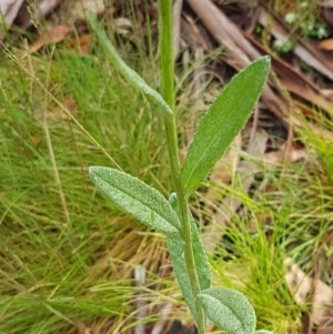 Senecio minimus at Cotter River, ACT - 23 Dec 2020