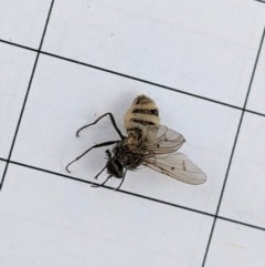 Muscidae (family) (Unidentified muscid fly) at Garran, ACT - 23 Dec 2020 by JackyF