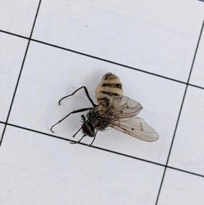 Muscidae (family) (Unidentified muscid fly) at Red Hill Nature Reserve - 22 Dec 2020 by JackyF