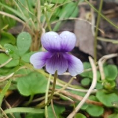 Viola hederacea (Ivy-leaved Violet) at Cotter River, ACT - 22 Dec 2020 by tpreston