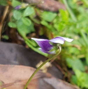 Viola hederacea at Cotter River, ACT - 23 Dec 2020