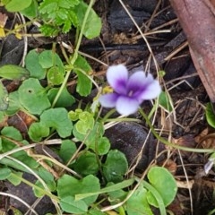 Viola hederacea at Cotter River, ACT - 23 Dec 2020 09:45 AM