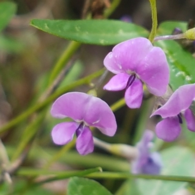 Glycine clandestina (Twining Glycine) at Cotter River, ACT - 23 Dec 2020 by trevorpreston