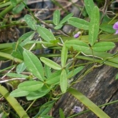 Glycine clandestina at Cotter River, ACT - 23 Dec 2020