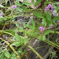 Glycine clandestina at Cotter River, ACT - 23 Dec 2020