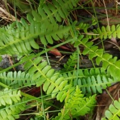 Blechnum penna-marina (Alpine Water Fern) at Cotter River, ACT - 23 Dec 2020 by trevorpreston