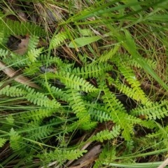 Blechnum penna-marina at Cotter River, ACT - 23 Dec 2020