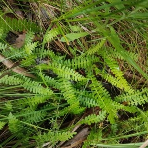 Blechnum penna-marina at Cotter River, ACT - 23 Dec 2020 09:43 AM