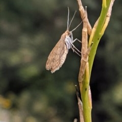 Scopula rubraria (Reddish Wave, Plantain Moth) at Garran, ACT - 22 Dec 2020 by JackyF