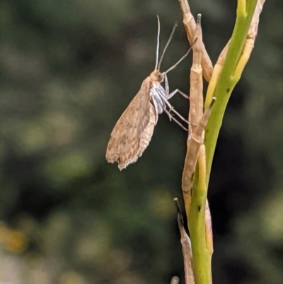 Scopula rubraria (Reddish Wave, Plantain Moth) at Red Hill Nature Reserve - 22 Dec 2020 by JackyF