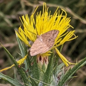 Scopula rubraria at Garran, ACT - 23 Dec 2020