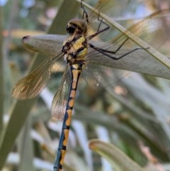 Hemicordulia tau (Tau Emerald) at Murrumbateman, NSW - 23 Dec 2020 by SimoneC