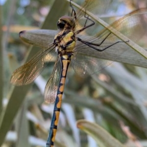 Hemicordulia tau at Murrumbateman, NSW - 23 Dec 2020