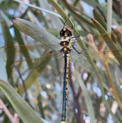 Hemicordulia tau at Murrumbateman, NSW - 23 Dec 2020