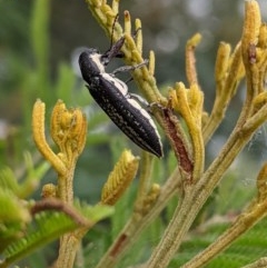 Rhinotia sp. in brunnea-group (A belid weevil) at Garran, ACT - 23 Dec 2020 by JackyF