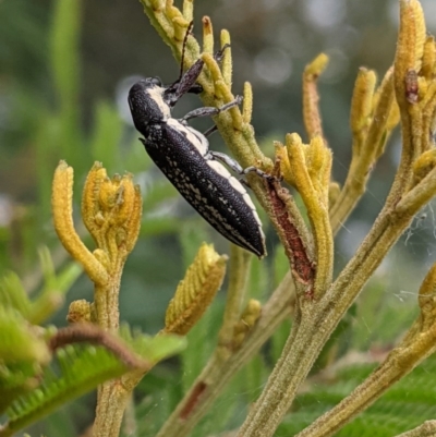 Rhinotia sp. in brunnea-group (A belid weevil) at Garran, ACT - 22 Dec 2020 by JackyF