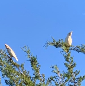 Cacatua sanguinea at Murrumbateman, NSW - 23 Dec 2020