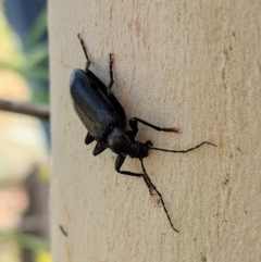 Homotrysis sp. (genus) (Darkling beetle) at Garran, ACT - 22 Dec 2020 by JackyF