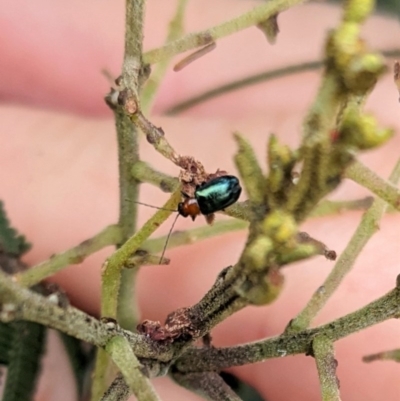 Adoxia benallae (Leaf beetle) at Red Hill Nature Reserve - 22 Dec 2020 by JackyF