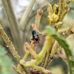 Adoxia benallae at Garran, ACT - 23 Dec 2020