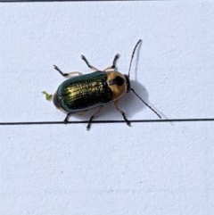Aporocera (Aporocera) consors (A leaf beetle) at Garran, ACT - 22 Dec 2020 by JackyF