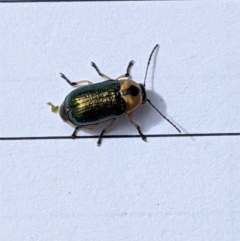 Aporocera (Aporocera) consors (A leaf beetle) at Red Hill Nature Reserve - 22 Dec 2020 by JackyF