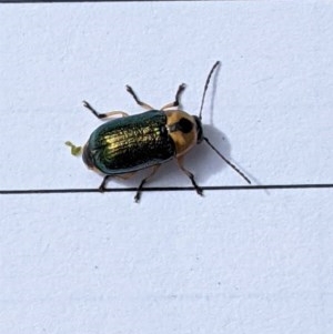 Aporocera (Aporocera) consors at Garran, ACT - 23 Dec 2020